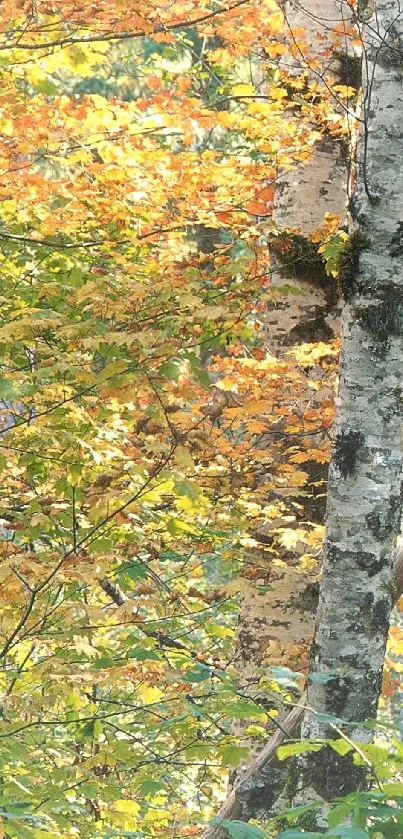 Vibrant autumn forest with birch trees and colorful leaves.