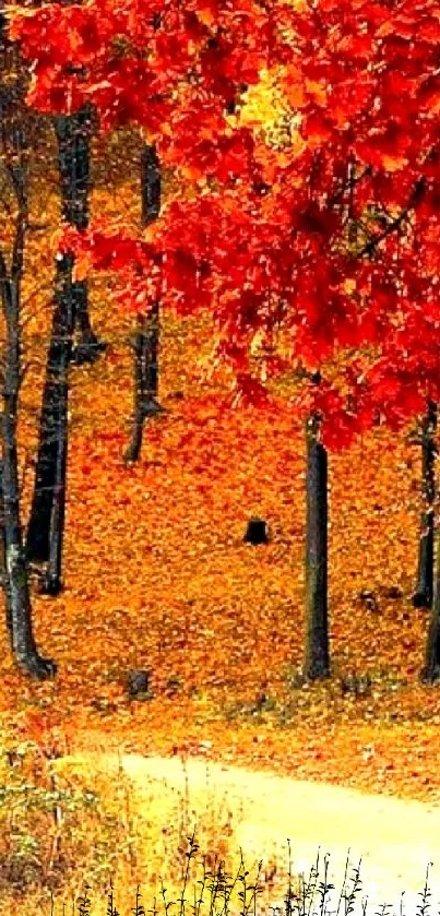 Vibrant red-orange foliage in autumn forest.