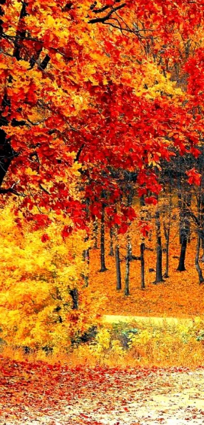 Vibrant autumn forest with red and orange leaves.