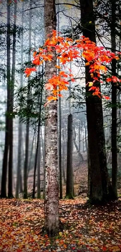 Autumn forest wallpaper with orange leaves and misty background scenery.