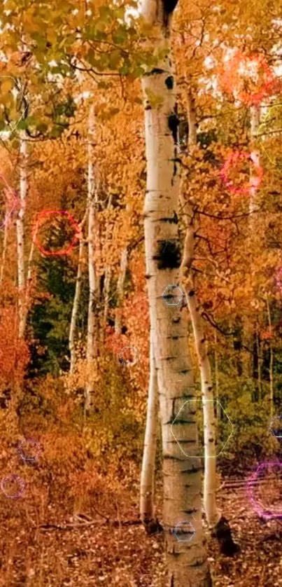 Autumn birch forest with colorful leaves and vivid scenery.