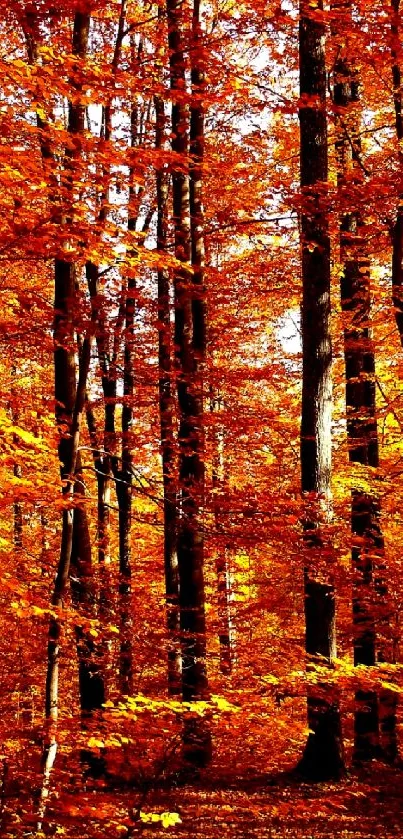 Mobile wallpaper of a vibrant autumn forest with orange leaves.