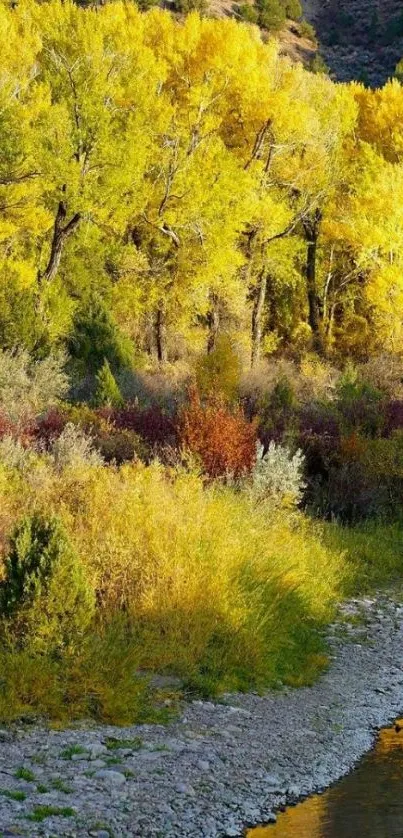 Vibrant autumn forest with golden trees in full bloom.