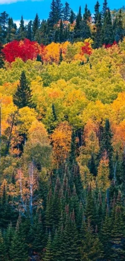 Vibrant autumn forest with colorful trees and a bright blue sky.