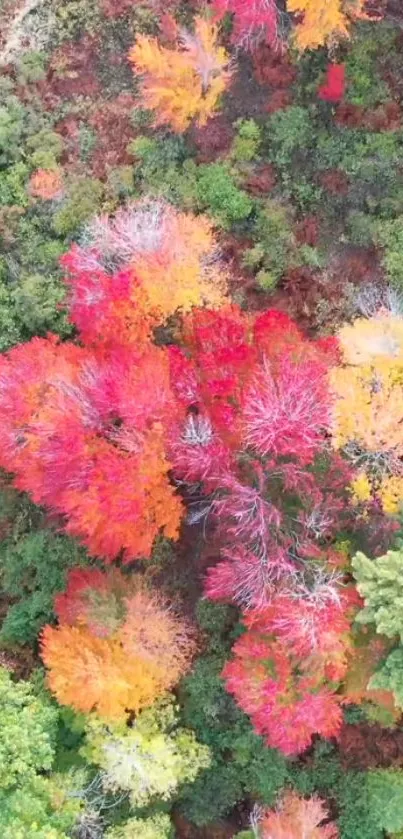 Aerial view of vibrant autumn forest with red, orange, and green trees.