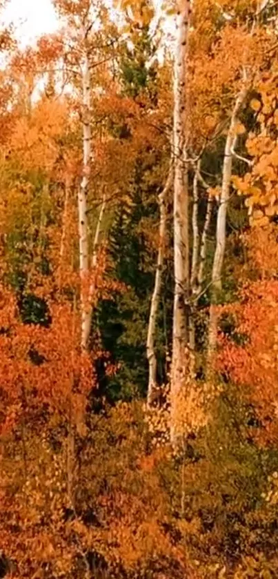 Vibrant autumn forest with orange leaves and trees.