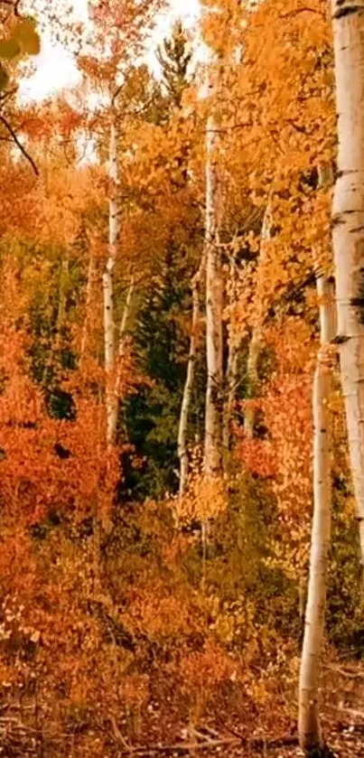 Autumn forest with birch trees and golden foliage.