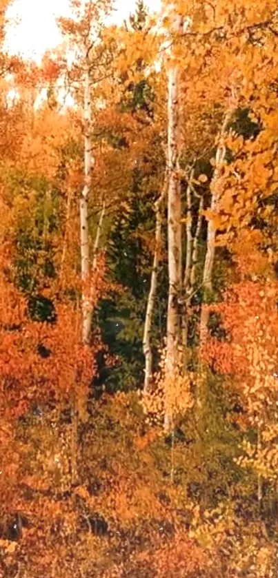 Vibrant autumn forest with orange foliage and birch trees.