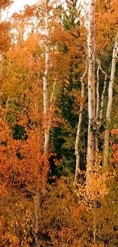 Autumn forest with vibrant orange foliage.