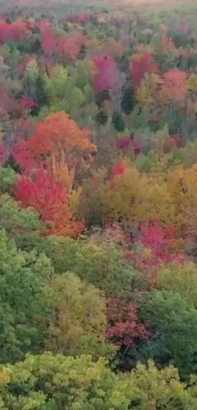 A vibrant autumn forest with colorful foliage and trees.