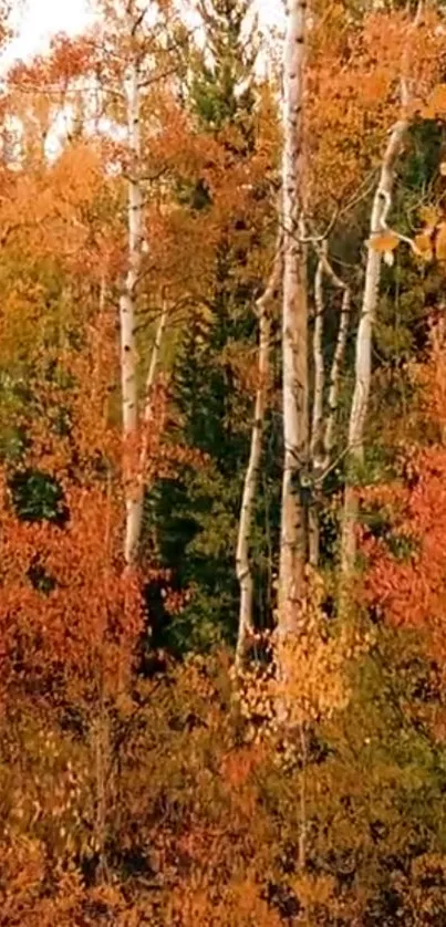 Autumn forest with vibrant orange leaves and birch trees.