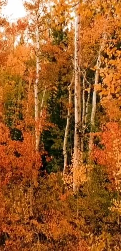 Vibrant autumn forest with orange leaves dominating the scene.