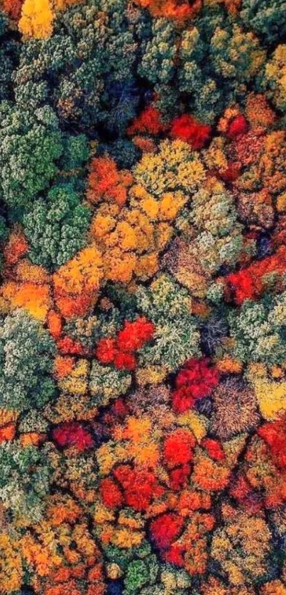 Vibrant aerial view of colorful autumn forest with green, orange, and red trees.