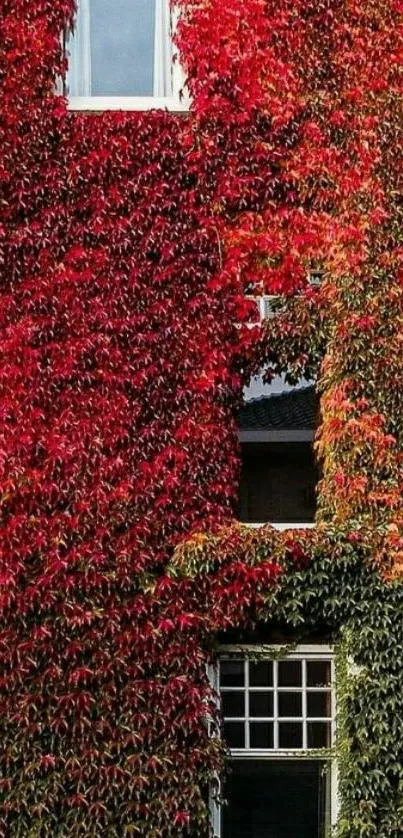 Autumn ivy covers building, vibrant red and green leaves.