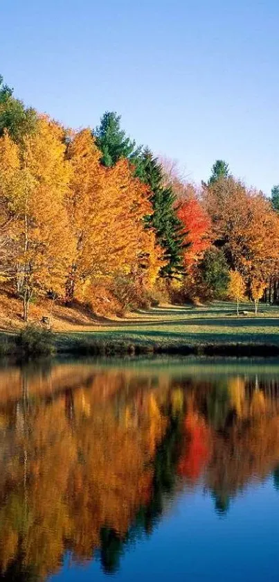 Autumn trees reflecting in a tranquil lake under a blue sky.