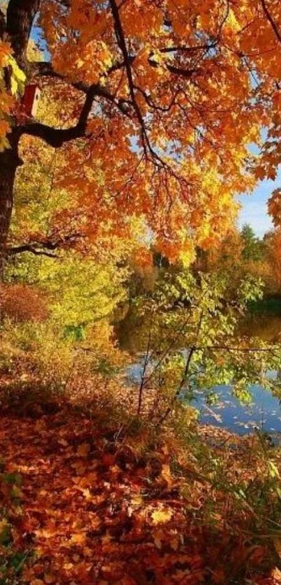 Vibrant autumn forest with orange leaves and a blue sky backdrop.