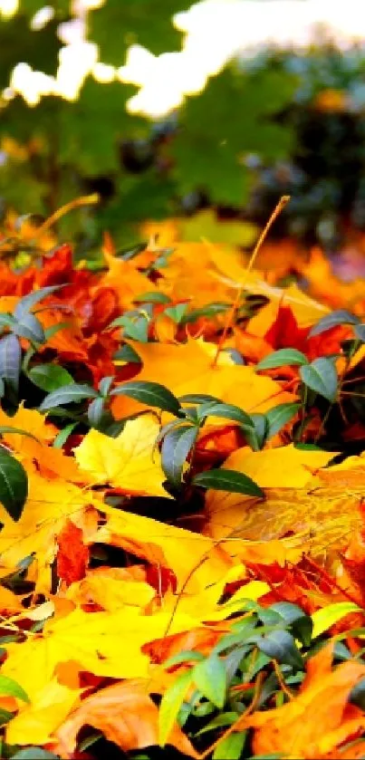 Autumn leaves in vibrant orange and yellow colors on the ground.