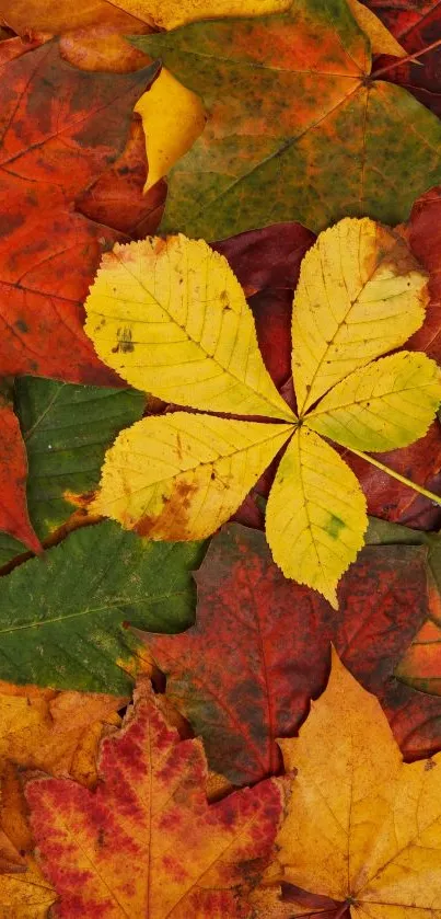 Vibrantly colored autumn leaves wallpaper with red, orange, and yellow hues.