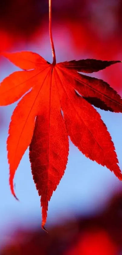 Vibrant red autumn leaf on a mobile wallpaper.