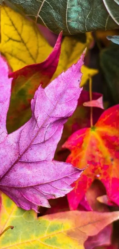 Vibrant autumn leaves with rich colors.