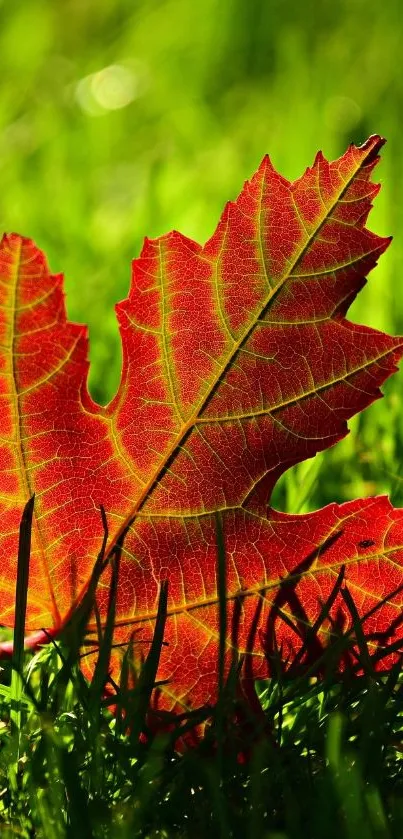 Bright red autumn leaf on green grass background.