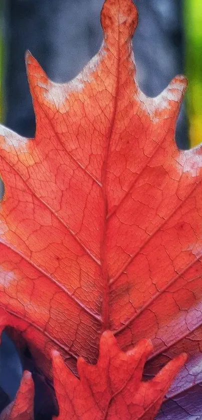 Close-up of a vibrant red autumn leaf with detailed textures.