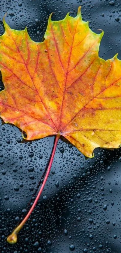 Vibrant autumn yellow leaf on a wet surface.