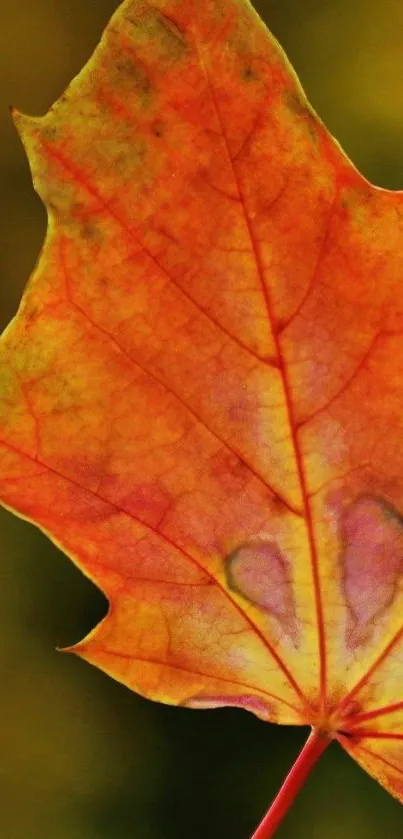 Close-up of a vibrant orange autumn leaf with detailed texture.