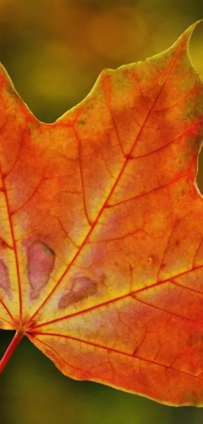 Close-up of a vibrant orange-red autumn leaf on a mobile wallpaper.