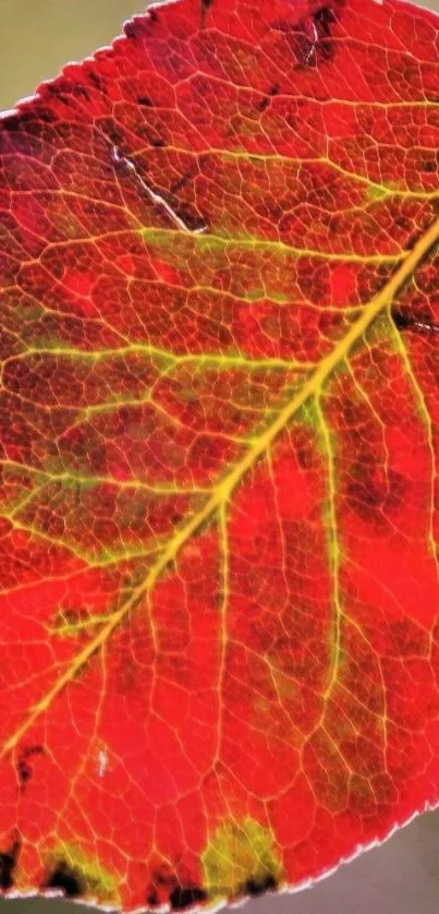 Close-up of a vibrant red leaf with intricate veins for a nature-themed wallpaper.