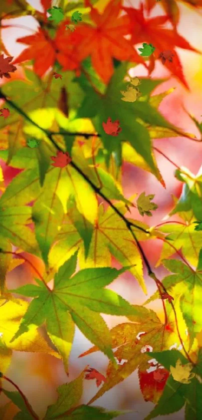 Vibrant green and red autumn leaves in sunlight.