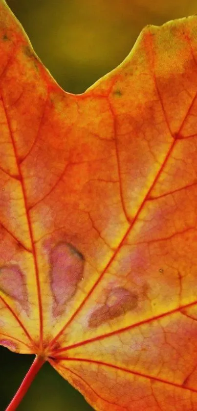 Close-up of a vibrant orange autumn leaf showcasing detailed veining.