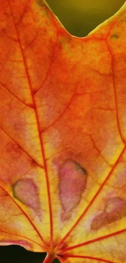 Close-up of a vibrant orange autumn leaf with detailed veins.