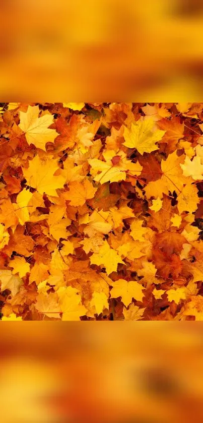 Mobile wallpaper with vibrant orange autumn leaves.