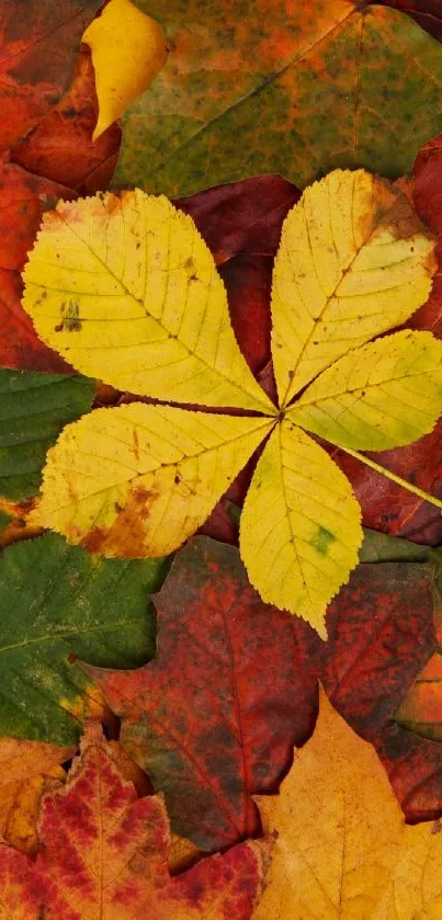 Colorful autumn leaves with a bright yellow centerpiece.