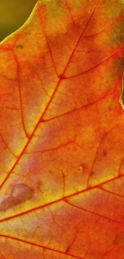 Close-up of a vibrant orange autumn leaf with visible veins.