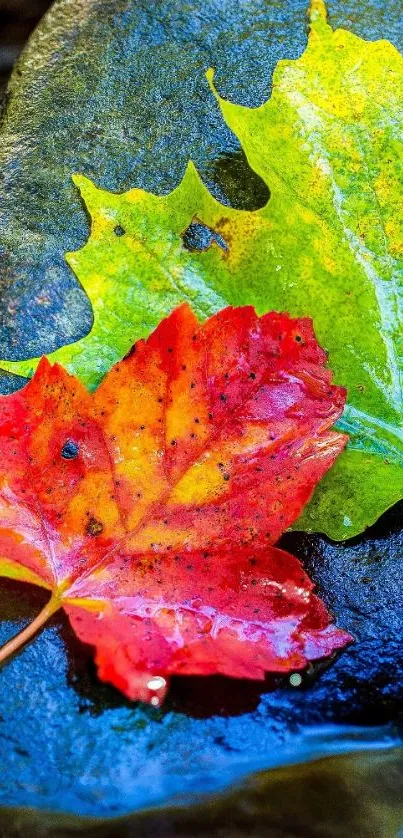 Vibrant red and green autumn leaves on stone.