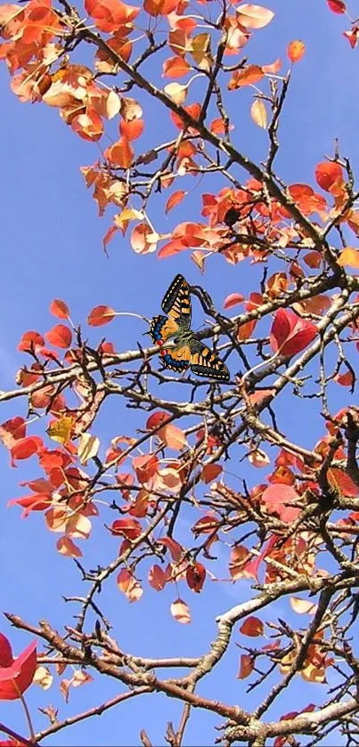 Autumn leaves and blue sky create a vibrant and colorful nature wallpaper.