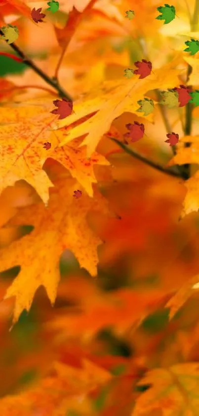 Vibrant orange and yellow autumn leaves creating a warm, natural background.