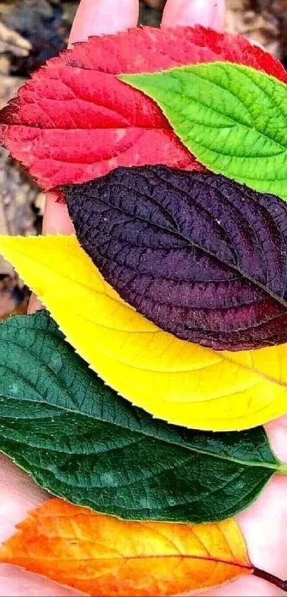 Colorful autumn leaves resting in hand, showcasing vibrant fall hues.