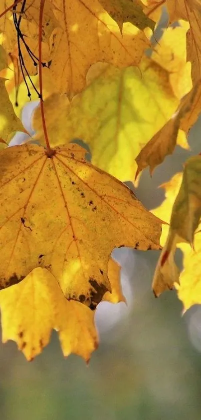 Close-up of golden autumn leaves with sunlight filtering through.