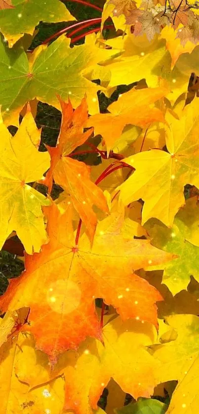 Vibrant yellow and orange autumn leaves wallpaper.