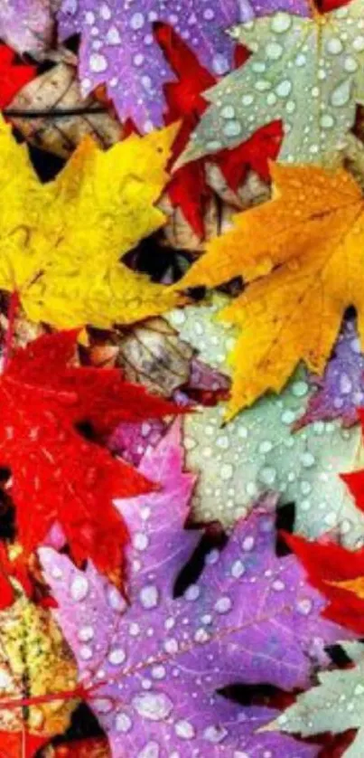 Colorful autumn leaves with raindrops on them.