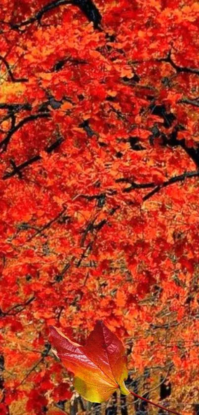 Vibrant orange and red autumn leaves wallpaper for mobile screen.