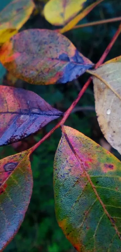 Vibrant autumn leaves with rich colors on a branch.