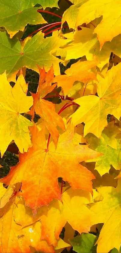 Vibrant autumn leaves in yellow hues for mobile wallpaper.