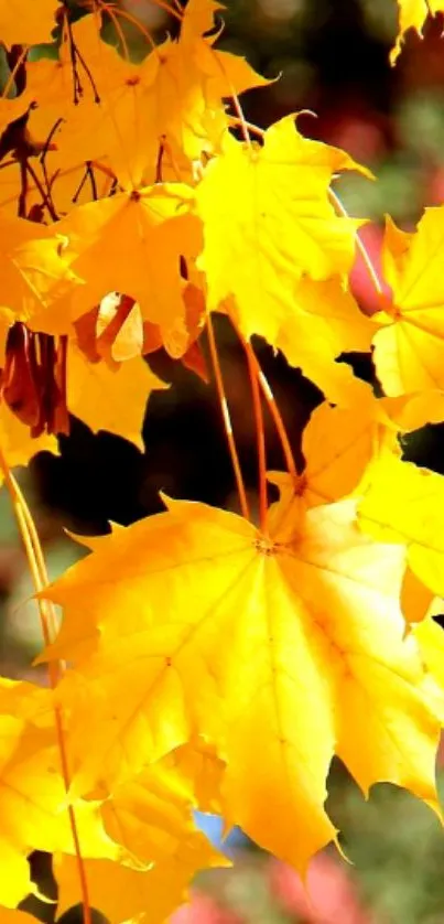 Bright yellow autumn leaves against a blurred natural background.