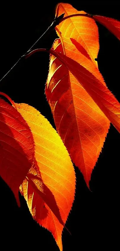 Vibrant autumn leaves on a dark background, perfect for mobile wallpaper.