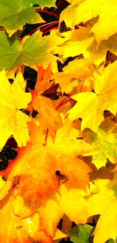 Vibrant and colorful autumn leaves in shades of yellow and orange.