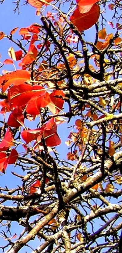 Autumn leaves with blue sky background, capturing vibrant seasonal colors.